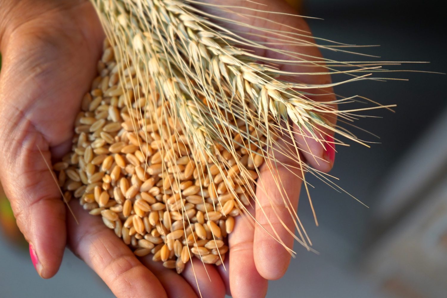¿El trigo está afectando tu salud? Descubre los trastornos relacionados. Nanni laboratorios
