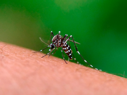 Dengue Consejos y cuidados